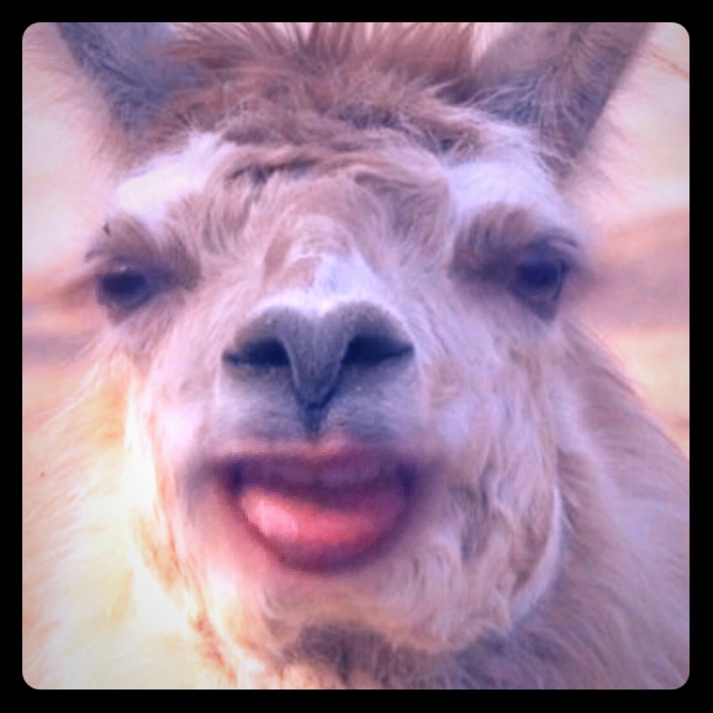 Bad sheep!